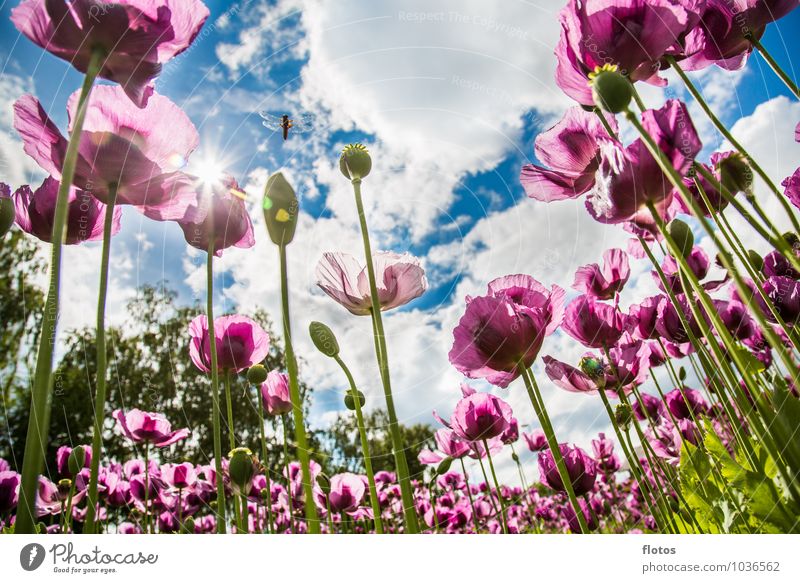 Viewing the poppy from below Nature Plant Sky Clouds Sun Sunlight Summer Beautiful weather Flower Agricultural crop Field Blossoming Illuminate Blue Green
