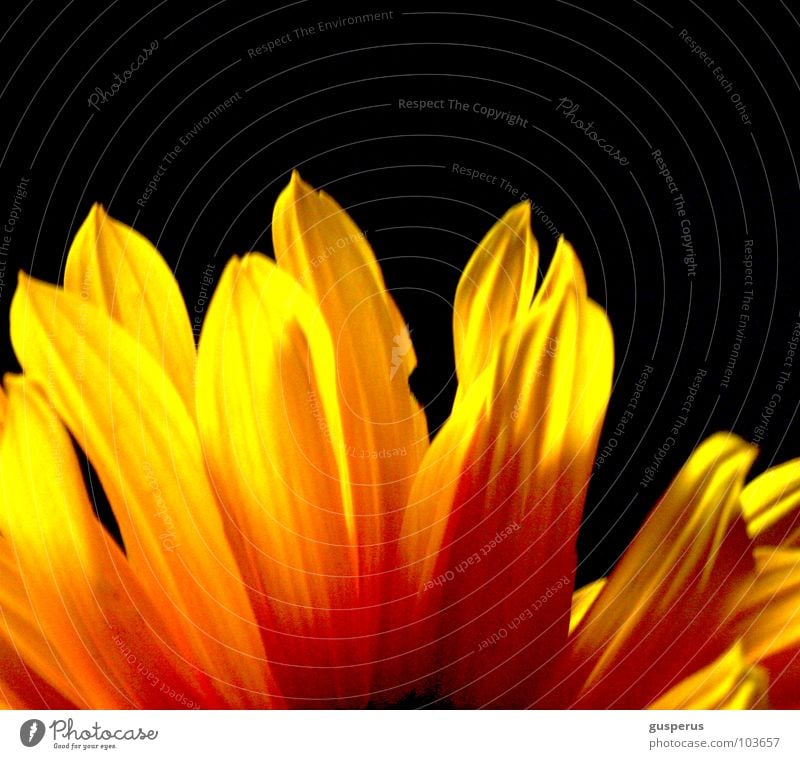 fire {&} flame Blossom Yellow Summer Flower Blaze Bright Lighting Flame Fleming leaf florescence sun clear light lucid to beam to irradiate to radiate to shine