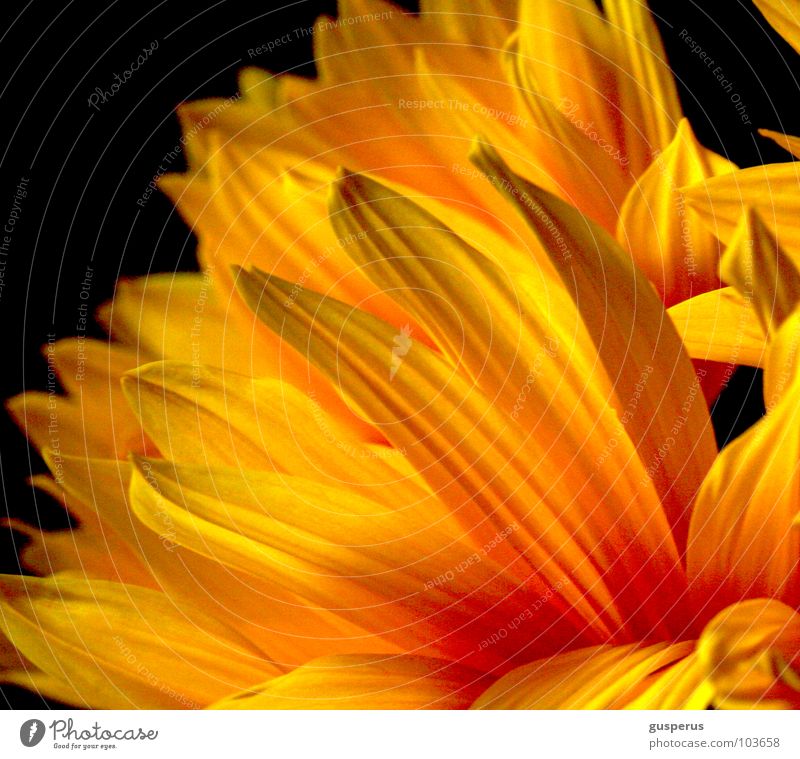 fire {&} flame II Blossom Yellow Summer Flower Blaze Bright Lighting Flame Fleming leaf florescence sun clear light lucid to beam to irradiate to radiate