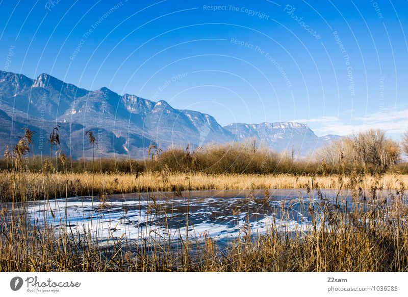 Kalterer Moor Mountain Environment Nature Landscape Cloudless sky Summer Plant Common Reed Alps Lakeside Bog Marsh Fresh Cold Sustainability Natural Blue