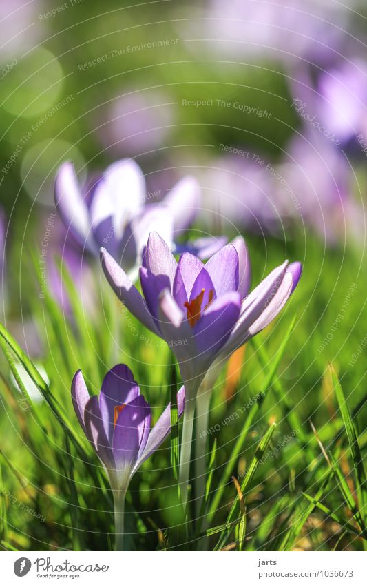blossom out Nature Plant Spring Beautiful weather Meadow Blossoming Illuminate Fragrance Fresh Natural New Green Violet Spring fever Crocus Colour photo