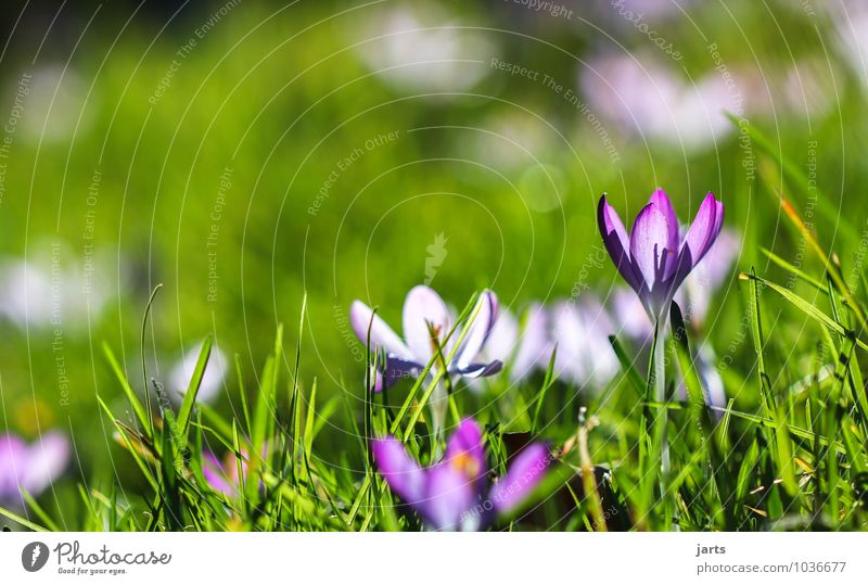 spring picture Nature Plant Spring Summer Beautiful weather Flower Blossom Meadow Blossoming Illuminate Fresh Natural Crocus Colour photo Exterior shot Close-up