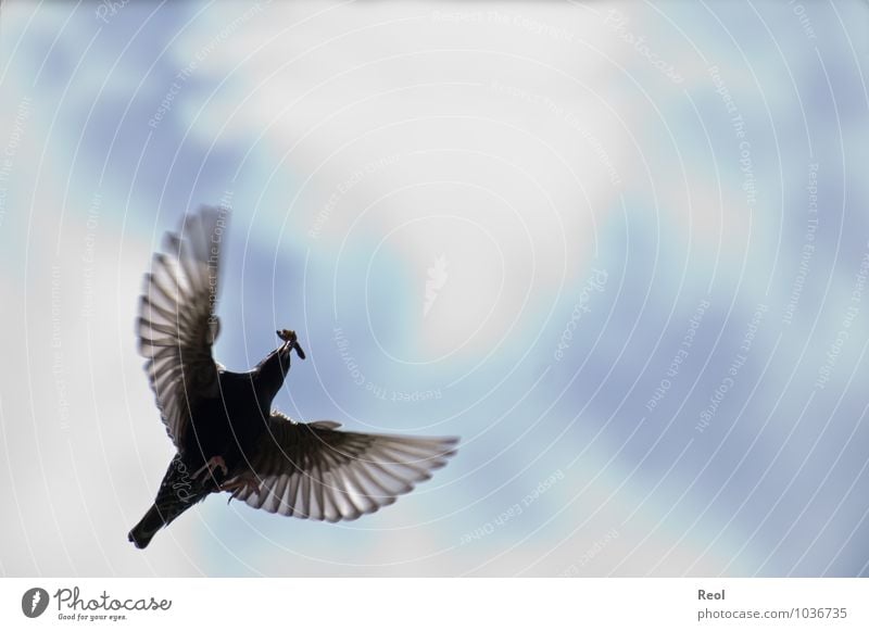 take a plane Hunting Elements Air Sky Clouds Animal Bird Blackbird Flight of the birds Flying Floating Feather Wing Claw Worm To feed Beak 1 Movement Blue White
