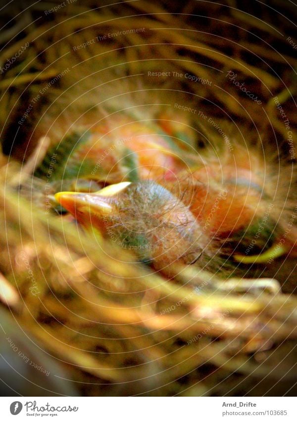chiep, chiep Blackbird Bird Nest Chick Beak Straw Young bird Feather Egg
