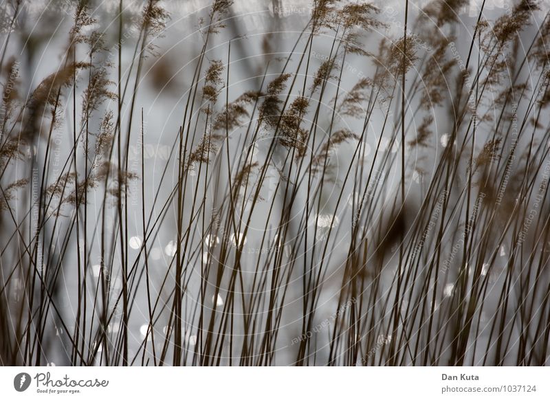 Soft filigree Nature Plant Water Autumn Grass Lakeside River bank Brown Gray Common Reed Reflection Dreamily Arrangement Vertical Colour photo Subdued colour