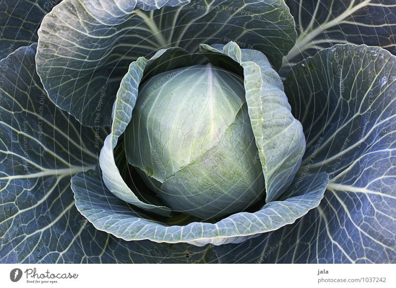 cabbage Food Vegetable Organic produce Vegetarian diet Agriculture Forestry Nature Plant Agricultural crop Cabbage Field Fresh Healthy Delicious Natural