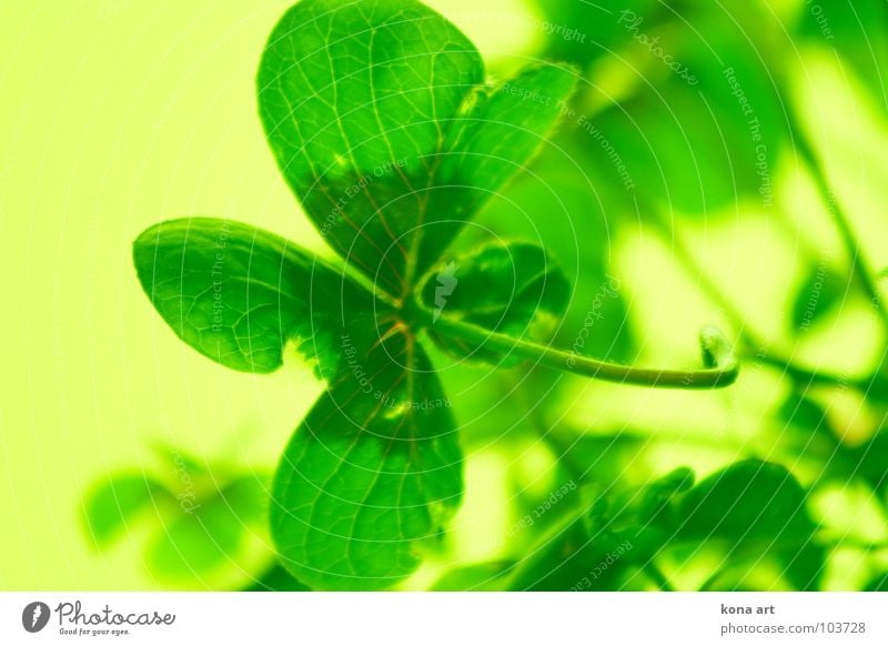 Good luck Clover Four-leafed clover Good luck charm 4 Green Yellow Fresh Cloverleaf Search Find Popular belief Plant Meadow Field Colour Happy 4 sheets Nature