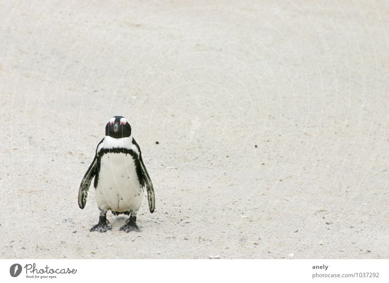 me myself and i Penguin Sand Swimming & Bathing Stand White Contentment Cool (slang) Serene Calm Longing Far-off places Places South Africa Individual 1