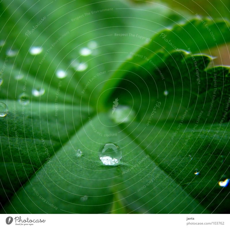 trickle Leaf Wet Green Water Drops of water Rain Sphere Rope jarts