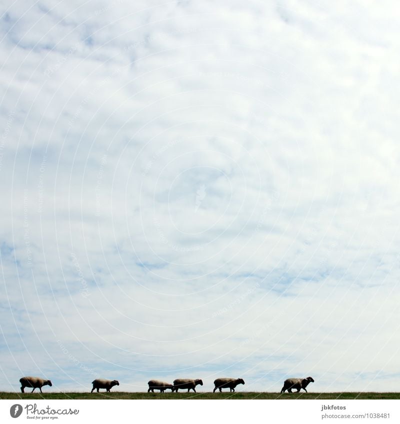 Wait a minute! Environment Nature Landscape Sky Clouds Spring Summer Meadow Hill Dike North Sea Animal Farm animal Pelt Sheep Lamb Group of animals Herd