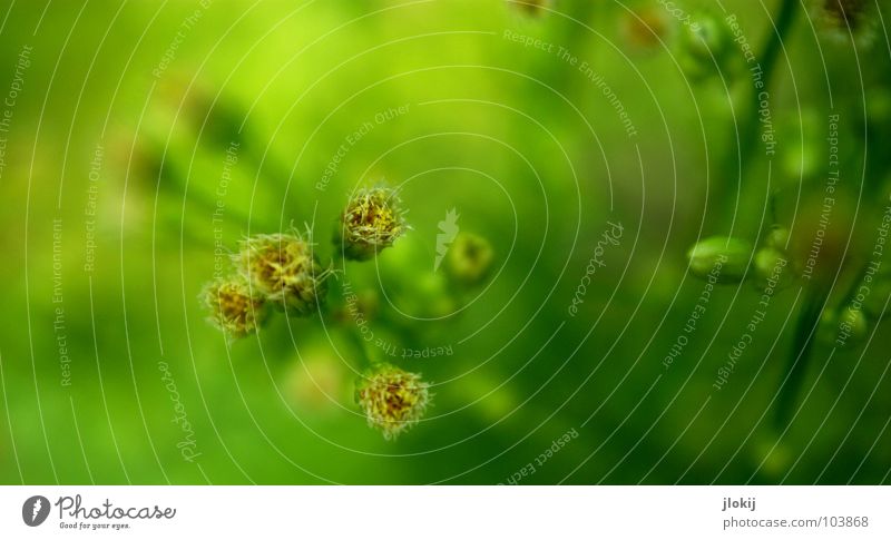 little flowers Plant Blossom Meadow Flower Green Yellow Round Stalk Small Background picture Blur Nature Apiaceae Flat Diminutive Field Summer Beautiful Seed