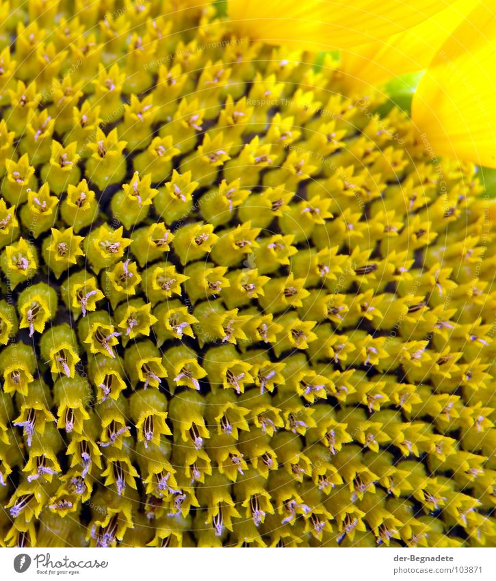 Pure sun Life Summer Plant Flower Blossom Agricultural crop Hot Yellow Success Esthetic Optimism Arrangement Growth Sunflower Calyx Summerflower