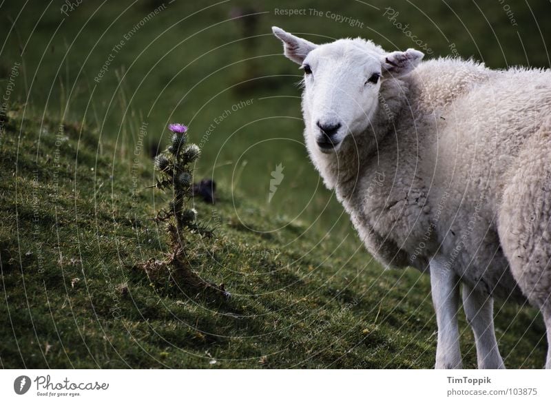 Well, sheep, I guess. Sheep Thistle Sheepskin Plant Baaa Wales Scotland Great Britain Flock Shepherd Lamb Slope Pasture Willow tree Willow-tree Meadow