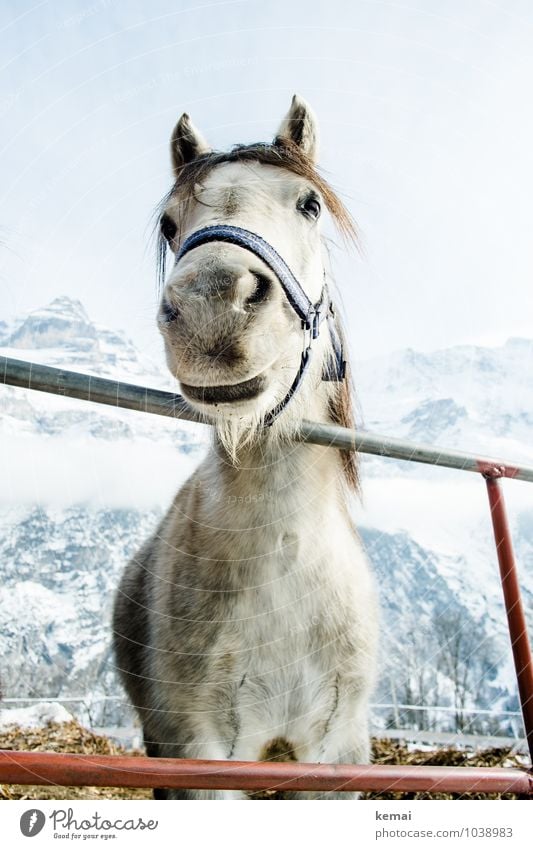 Hello! Winter Ice Frost Snow Mountain Snowcapped peak Animal Farm animal Horse Animal face Pelt Nostrils 1 Looking Stand Friendliness Large Cold Beautiful White