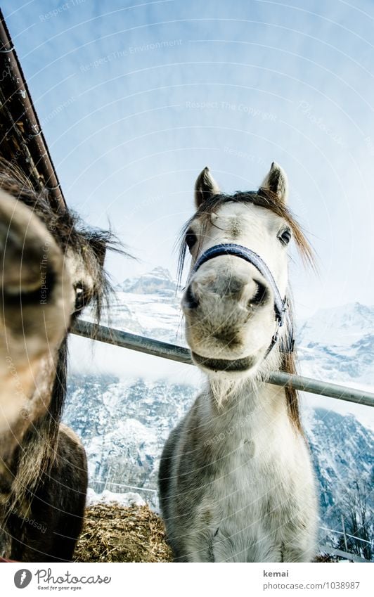 oldies Contentment Cloudless sky Sunlight Winter Beautiful weather Ice Frost Snow Mountain Pet Farm animal Horse Animal face Pelt Halter Gray (horse) 2 Looking