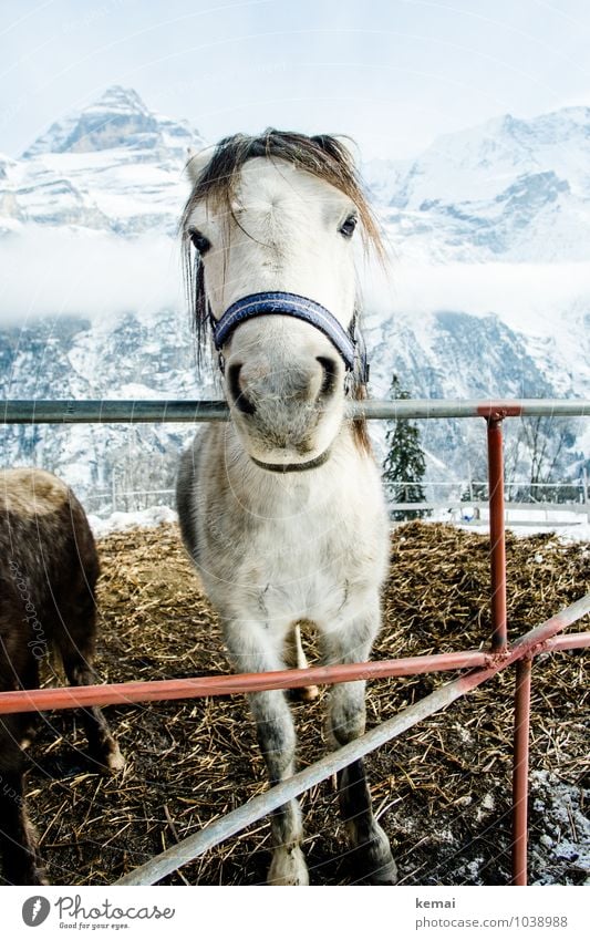Friendly horse Animal Farm animal Horse Animal face Pelt Halter 1 Fence Manure heap Looking Stand Authentic Friendliness Large Beautiful Natural Curiosity Cute