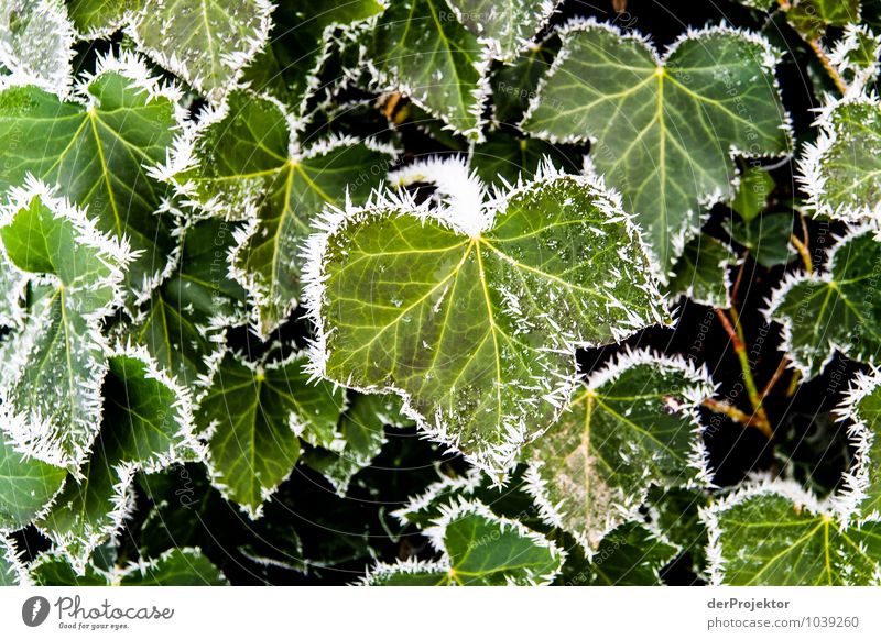 Brrrr, it's getting cold Environment Nature Landscape Plant Elements Winter Beautiful weather Ice Frost Leaf Foliage plant Esthetic Elegant Ivy Hoar frost