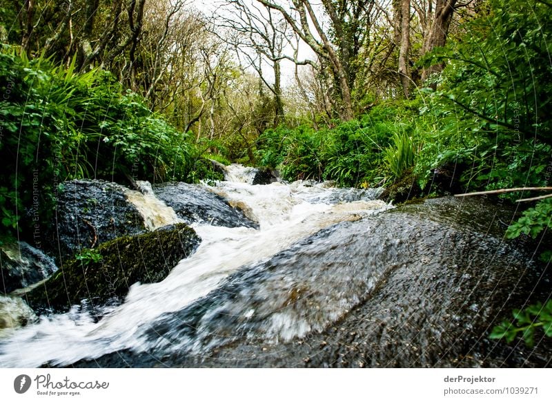 Wild stream in Cornwall Vacation & Travel Tourism Trip Adventure Safari Expedition Environment Nature Landscape Plant Elements Spring Bad weather Tree Moss