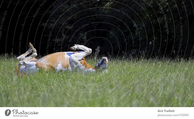 Overturned ;-) Horse Air Mammal Lawn Legs Lie Funny Back hoof