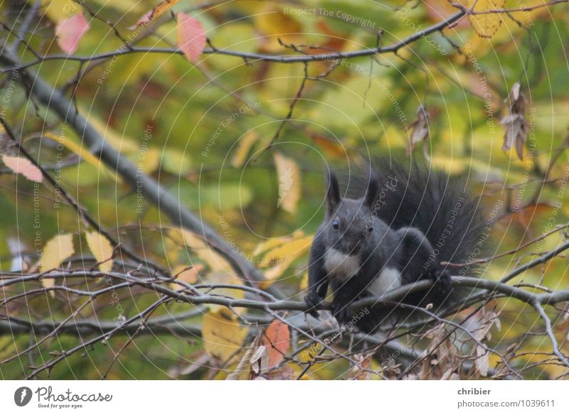 croissant Forest Squirrel 1 Animal To feed Sit Jump Athletic Cute Above Brown Green Black Curiosity Elegant Ease Break Safety Climbing Collector Supply