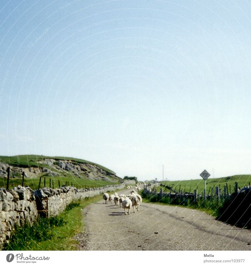 Rush hour in Scotland Sheep Flock Summer Green Grass Wall (barrier) Stone wall Great Britain Come Mammal Traffic infrastructure Street single-track-road back