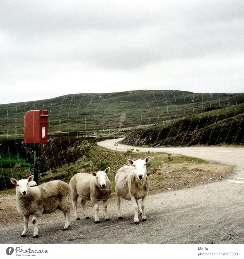 Postman, bring me a letter Sheep Scotland Mailbox Email Red Clouds Gray Hill Great Britain Looking Baaa Traffic infrastructure Mammal Boredom Street road