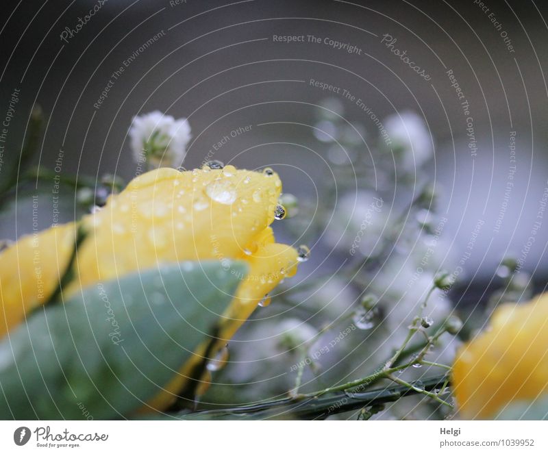 Weather raindrops... Environment Nature Plant Drops of water Spring Rain Flower Leaf Blossom Blossoming Glittering Lie Authentic Wet Yellow Gray Green White