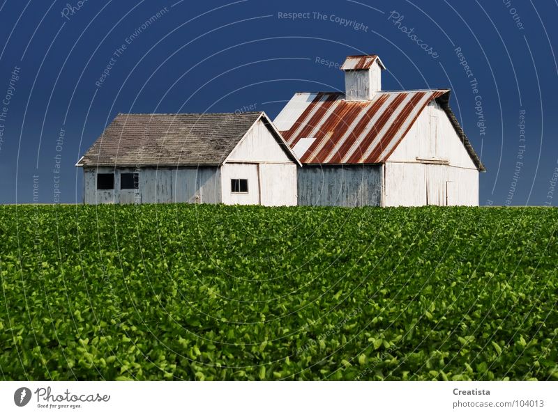 Rural Barns Wood flour Countries Sky Strong Nutrition Farm barn agriculture building crop leaf harvest horizon rural country grow distance whitewash exterior