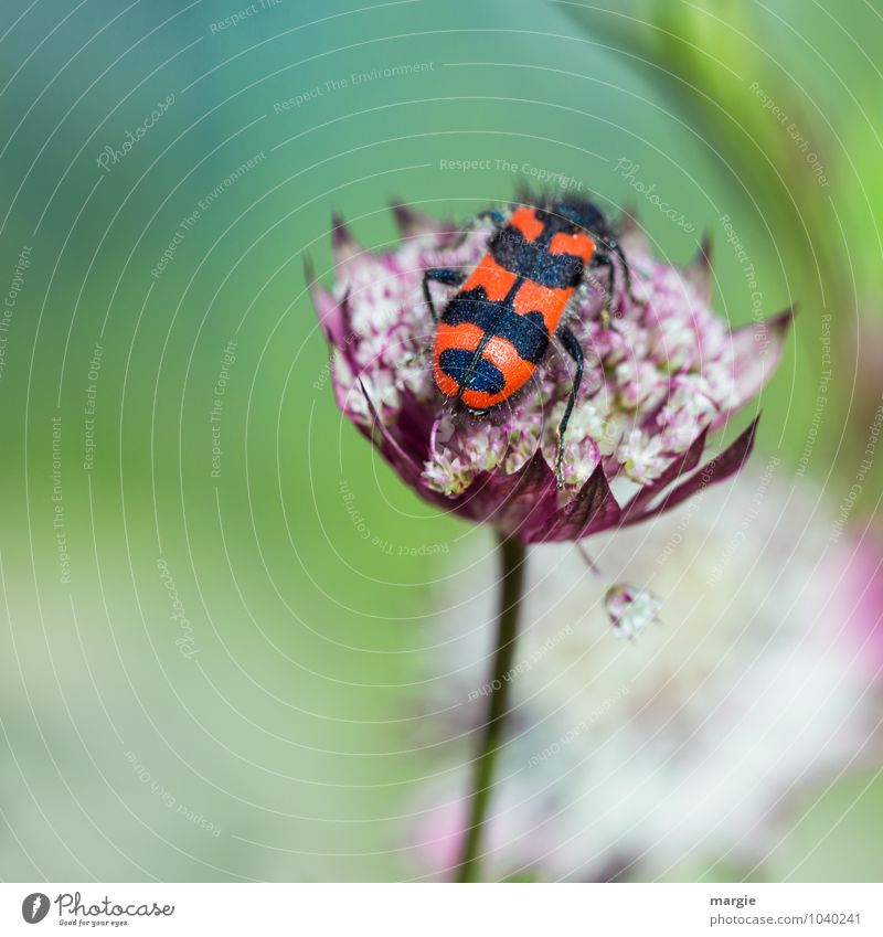 A bee - beetle on a blossom Nature Plant Spring Summer Flower Blossom Exotic Flower stem Blossom leave Garden Garden Bed (Horticulture) Animal Beetle 1 Flying
