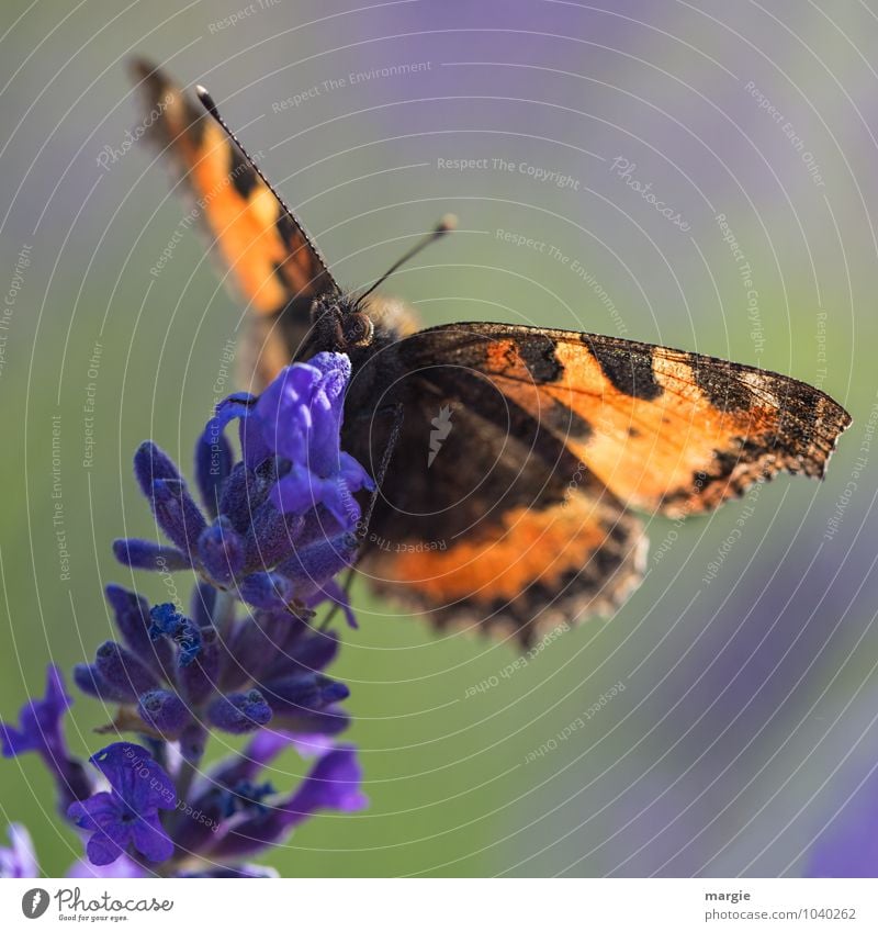 Safe landing, a butterfly on a lavender blossom Nature Plant Blossom Foliage plant Lavender Garden Animal Wild animal Butterfly Animal face 1 Flying Hang Crawl