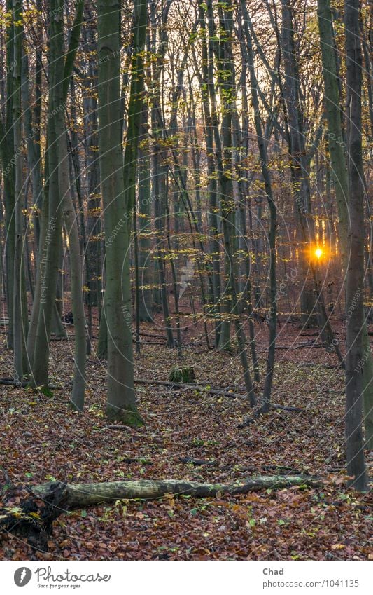 Forest lamp To go for a walk Environment Plant Sunrise Sunset Autumn Tree Observe Relaxation Cold Warmth Brown Gold Orange Calm Loneliness Colour photo