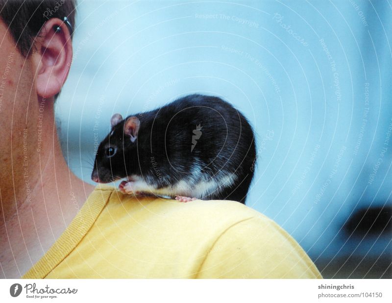 on my shoulders. Rat Shoulder Yellow Think Grief Animal Rodent Mammal Blue Ear Sadness Human being