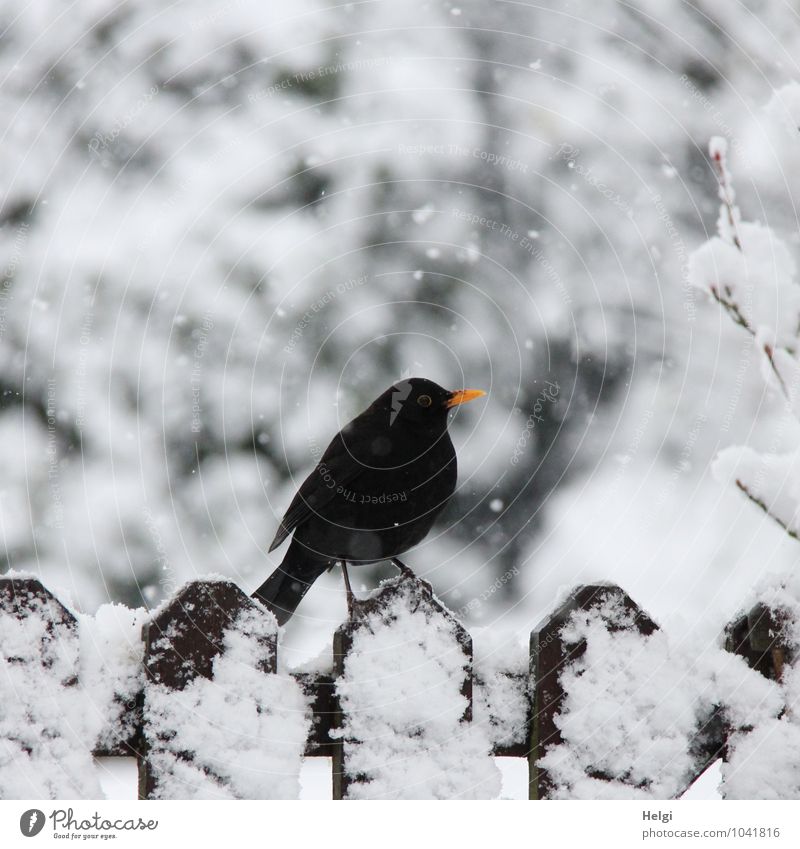 in the snow flurry... Environment Nature Landscape Winter Snow Snowfall Garden Animal Wild animal Bird Blackbird 1 Fence Wood Stand Wait Authentic Cold Natural