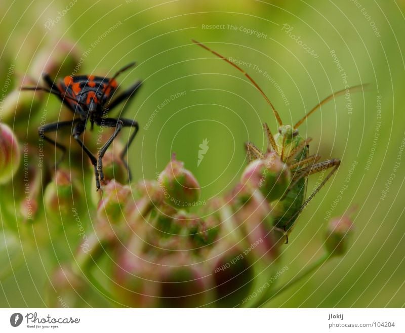 meeting Bow Blossom Grass Feeler Red Insect Nature Meeting Hop Crawl Background picture Summer Beetle Locust Dryland grasshopper green Blossoming flower Legs