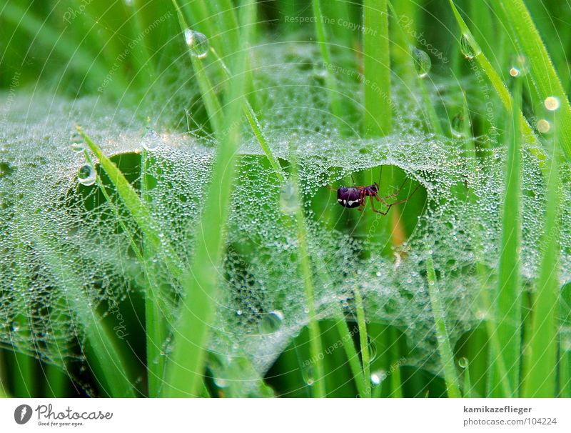 Look who's crazy. Spider Spider's web Drops of water Grass Uckermark Polder Meadow Green Diligent Summer Macro (Extreme close-up) Close-up Net Water Dew Spin