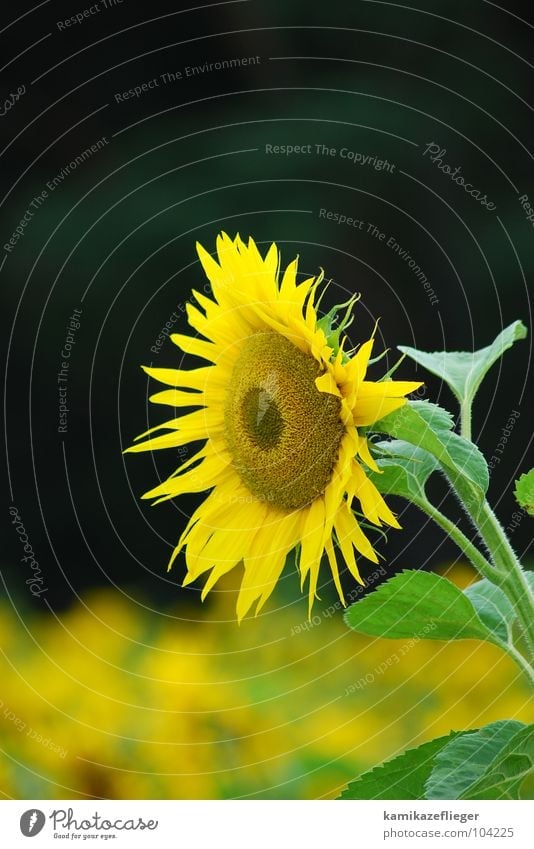 the guardian Sunflower Sunflower field Watchfulness Yellow Brown Green Summer Flower Blossoming