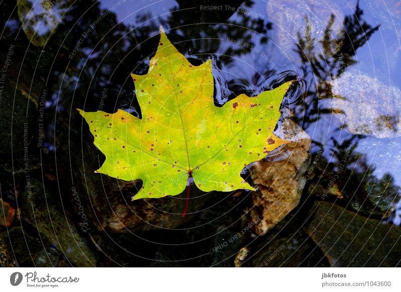 Canada Nature Uniqueness Maple tree Maple leaf River Water Bird's-eye view