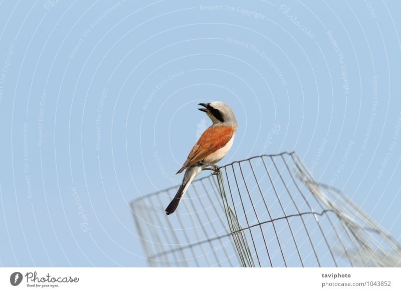 red backed shrike Beautiful Summer Environment Nature Animal Sky Bird Observe Clean Wild Blue Brown Red Colour red-backed lanius collurio background Fence