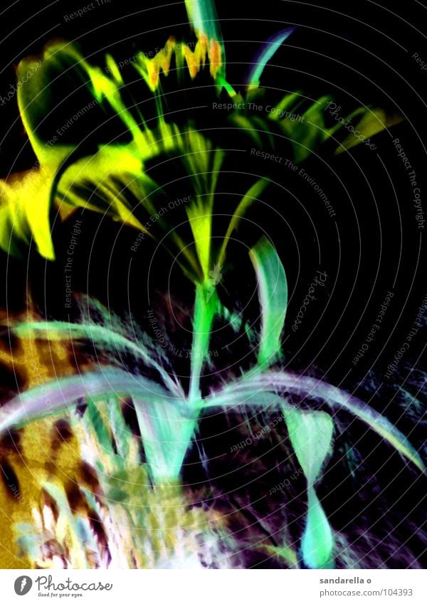 manaus Flower Negative Digital photography Green Blue Surrealism Blossom Macro (Extreme close-up) Lily Blossom leave Detail Colour alienation