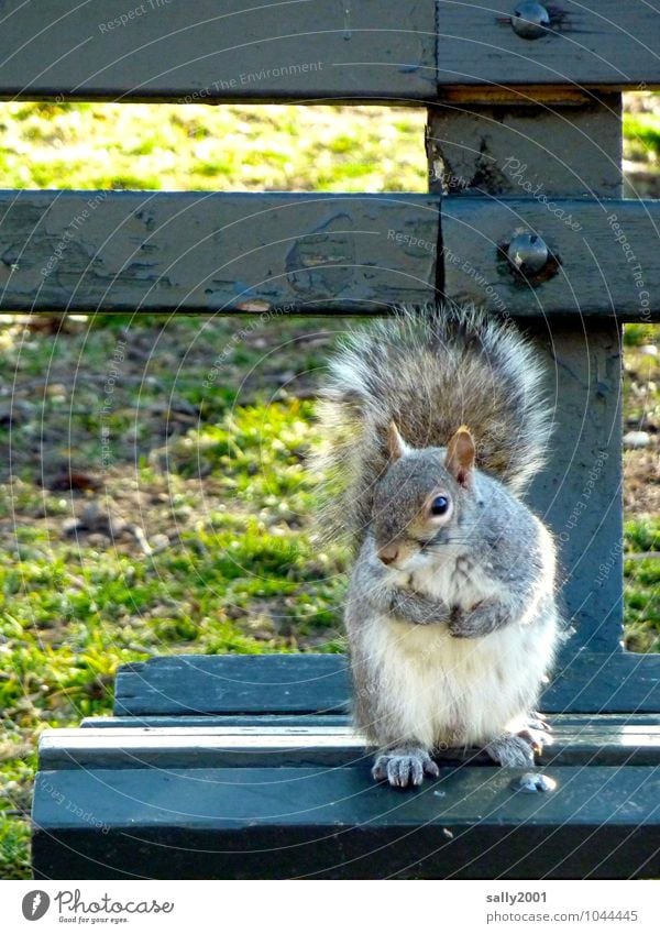 squatter Grass Park Animal Wild animal Squirrel 1 Observe To hold on To feed Sit Wait Friendliness Curiosity Cute Gray Life Bench Park bench Appetite Beg