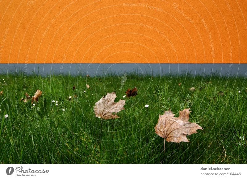 He's at the door. Autumn Leaf Abstract Background picture Facade Graphic Wall (building) Horizon Gray Yellow Green Grass Meadow Brown Seasons Growth Transience