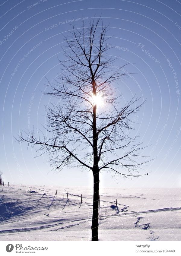 covert Tree Winter Cold Freeze Sun Snow Sky Frost