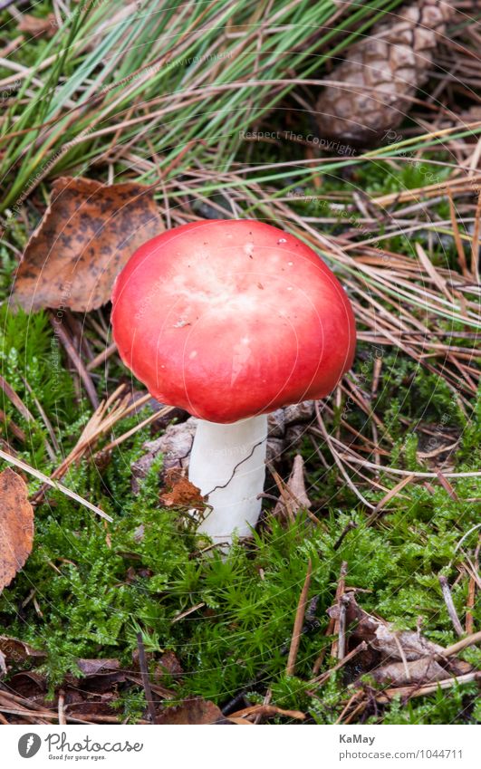 Close up of a red russula Nature Landscape Animal Earth Autumn Plant Moss Agricultural crop Park Small naturally Under Green Red Environment Mushroom