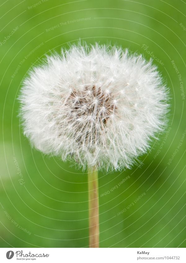 Withered dandelion...dandelion Summer Blossoming Faded Esthetic Bright Near Round White Nature Environment Dandelion Seed Seeds Delicate Portrait format