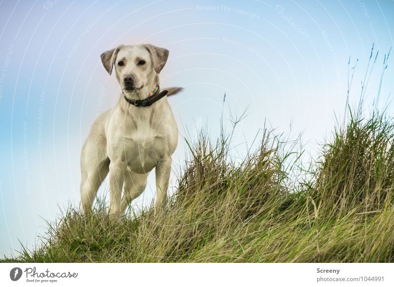 Hero Dog Nature Landscape Plant Animal Sky Autumn Grass Coast Lakeside North Sea Dike Pet Labrador 1 Observe Looking Stand Wait Esthetic Athletic Elegant