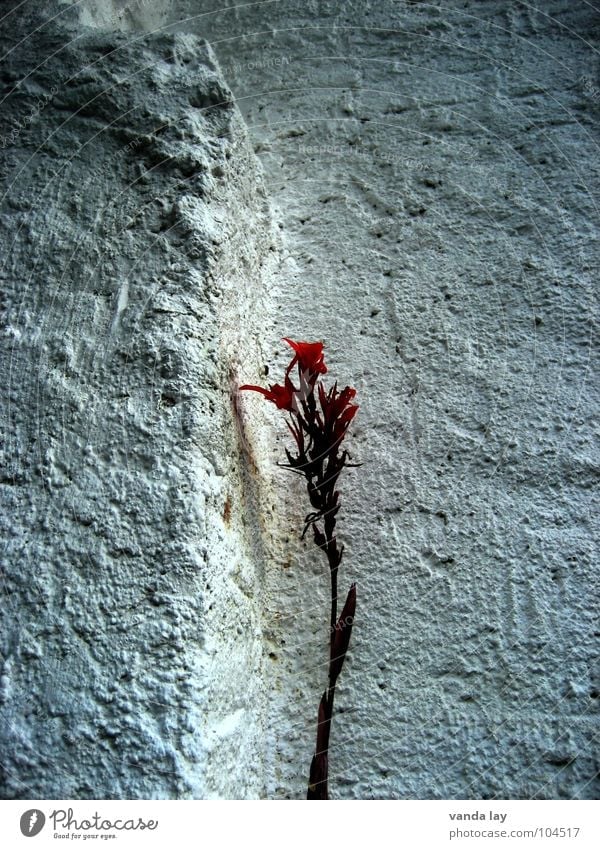 solitaire Flower Blossom Red Wall (building) Wall (barrier) White Indian shoot Plant Loneliness Plaster Individual Nature Grief Distress Transience Nutrition