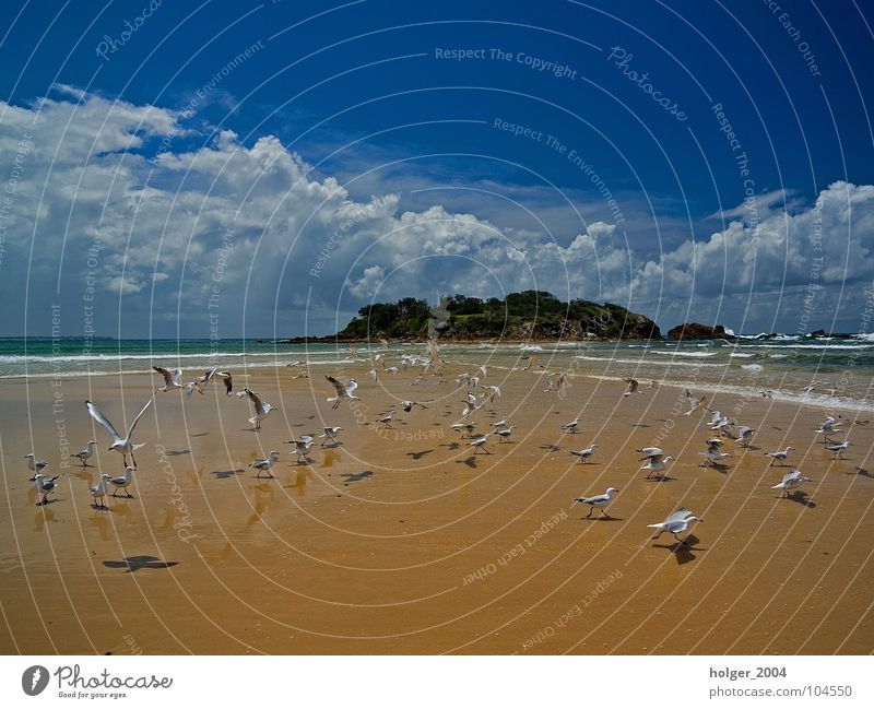 beach life Beach Ocean Seagull Animal Australia Bird Coast Island Nature