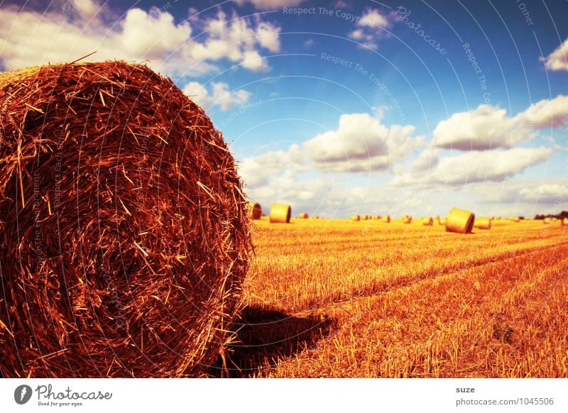 leading part Summer Environment Nature Landscape Sky Clouds Climate Beautiful weather Warmth Field Blue Yellow Gold Coil Bale of straw Harvest Cornfield