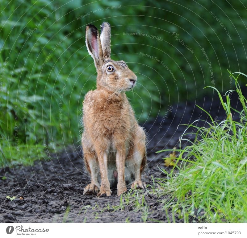 inquisitive rabbit Wild animal Hare & Rabbit & Bunny 1 Animal Observe Curiosity Independence Colour photo Exterior shot Deserted Morning Shadow