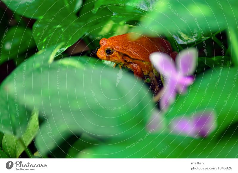 laying eggs Plant Animal Orchid Leaf Blossom Frog 1 Green Red Observe tomato frog Colour photo Multicoloured Animal portrait